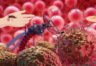 Sıtma Hastalığı: Belirtileri, Bulaşma Yöntemleri ve Tedavi Yöntemleri