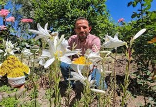 Tokat’ın Nadir Güzelliği: Akzambak Çiçeği ve Faydaları